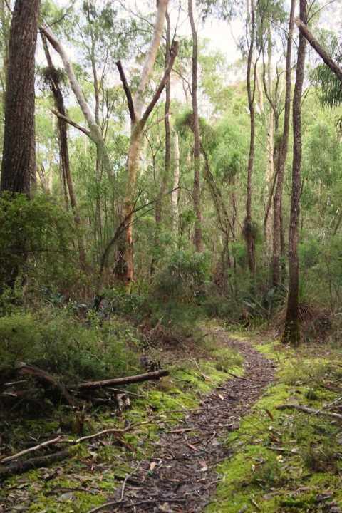 Winding path through native Australian bush