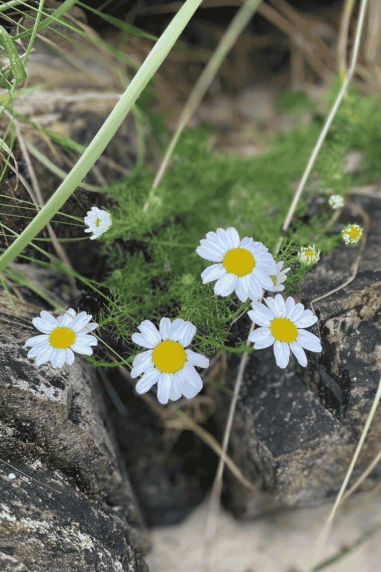 Chamomile flowers growing wild in-between a rock.