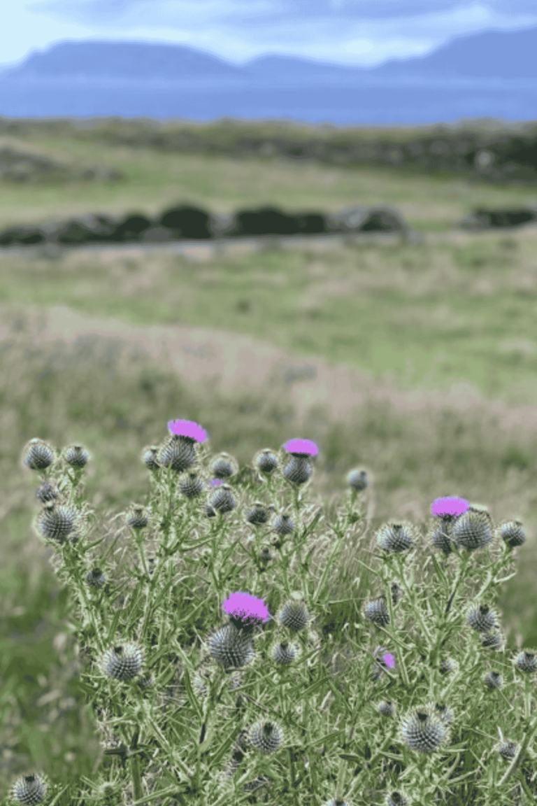 the herbs saint Mary's thistle growing wild with hills in the background