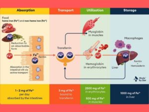 Iron absorption and utilisation in the body