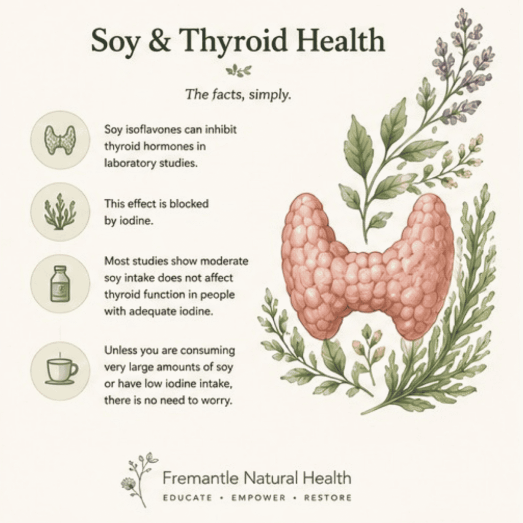 An illustration with light tones of a thyroid and a list of facts about soy and the thyroid