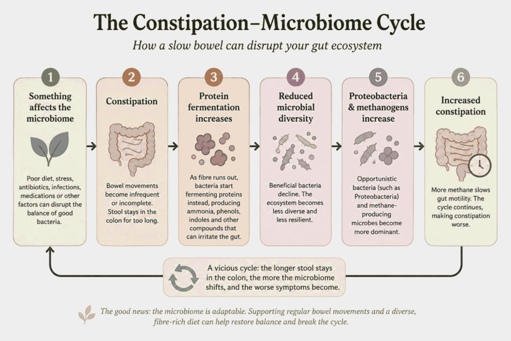 cycle of constipation and how it effects the microbiome